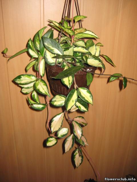 Hoya carnosa экзотика